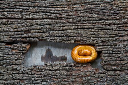 Millipede rolled in rotten wood   Millipede rolled in the timber and wood decay background is beautiful  の写真素材