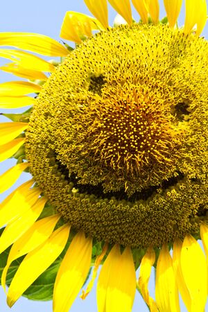 Sunflower smile,  Sunflower yellow smile の写真素材