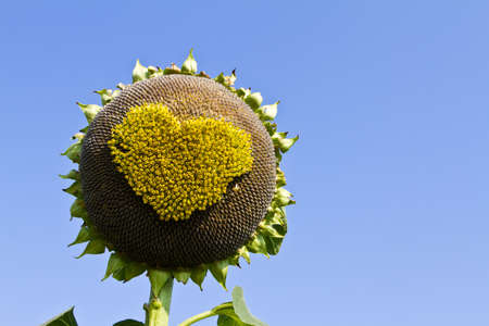 Sunflower hearts,  Pollen of sunflower hearts の写真素材
