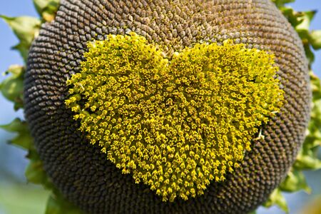 Sunflower hearts,  Pollen of sunflower hearts の写真素材