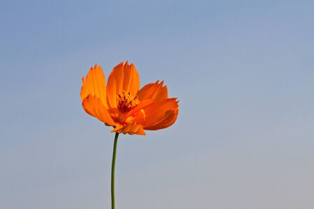 Cosmos flowers with blue sky background,  Orange cosmos flower backlit with sky blue background,の写真素材