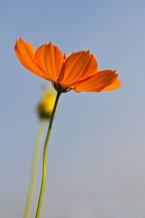 Cosmos flowers with blue sky background,  Orange cosmos flower backlit with sky blue background,の写真素材
