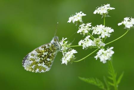 Female orange tip (Anthocharis cardamines)の写真素材