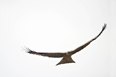 Flying yellow-billed Kite  Milvus aegyptius parasitus 