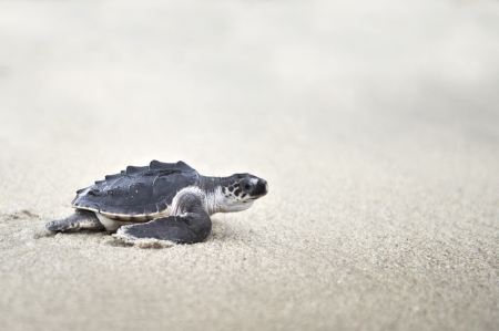Young Olive ridley  Lepidochelys olivacea の写真素材