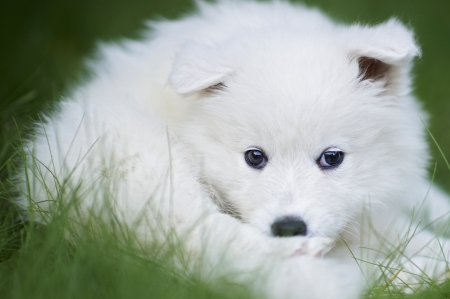 Portrait of a samoyed dog puppyの写真素材