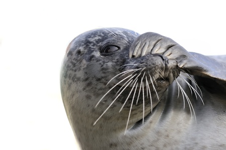 peek-a-boo sealの写真素材