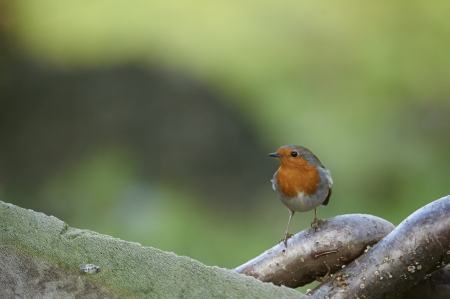 Small European Robin (Erithacus rubecula) in the woodsの写真素材
