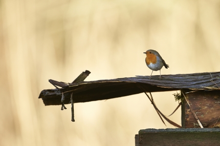 Small European Robin (Erithacus rubecula)  in a gardenの写真素材