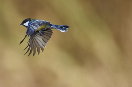 Great tit flying の写真素材