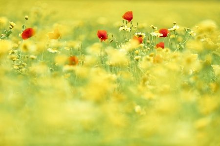 Flowers in a wild summer fieldの写真素材