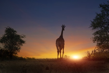 african giraffe walking in sunset の写真素材