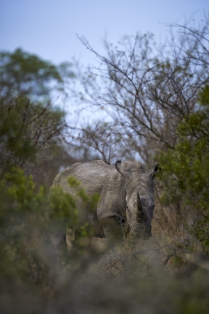 African white rhino in the bushの写真素材