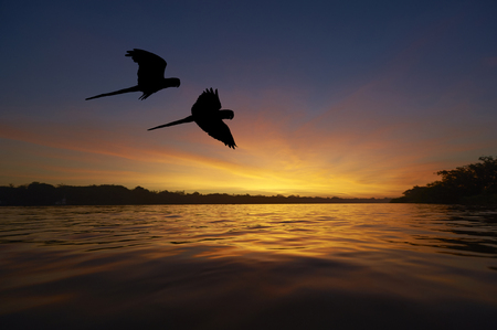 Blue macaws in the Amazon areaの写真素材