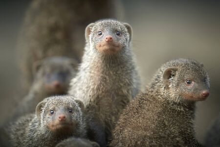 Banded mongoose familyの写真素材