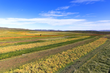 autumn fieldの写真素材