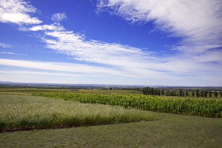 Buckwheat under the blue skyの写真素材