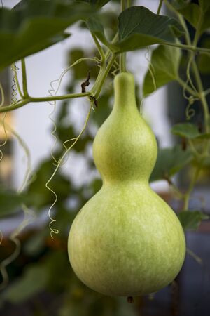 gourdの写真素材