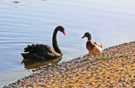 Black swan and mallardの写真素材