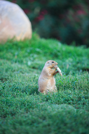 Black tailed prairie dog eating at the park
