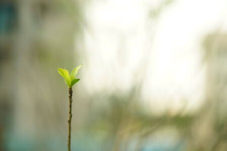 A small saplingの写真素材