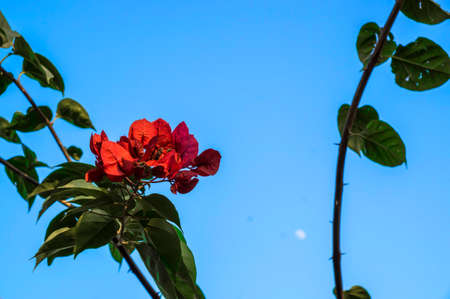 Bougainvilleaの写真素材