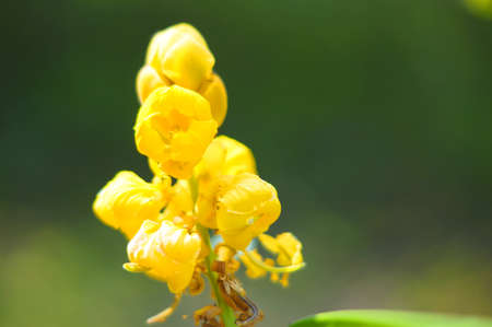 Close up of yellow flower