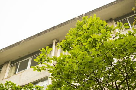 Treeのeditorial素材