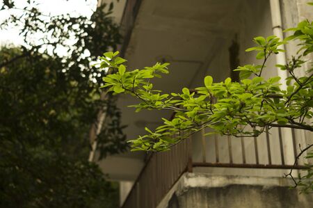 Tree leafの写真素材