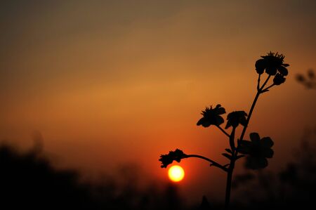 silhouette of plants during sunsetの写真素材