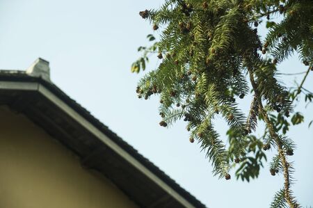 plants