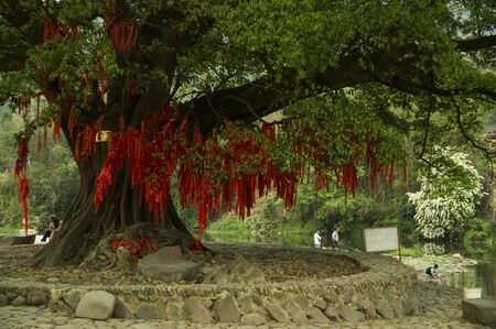 Knot plantsのeditorial素材