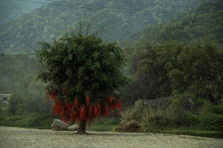 Knot plantsの写真素材