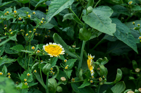 Plantsの写真素材