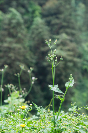 Plantsの写真素材