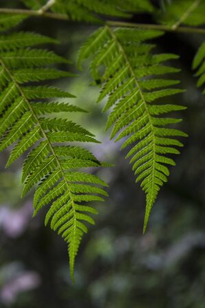 Leaf close-upの写真素材
