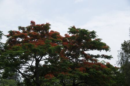 Red leavesの写真素材