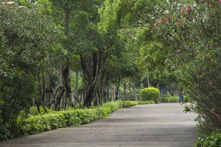 Forest pathの写真素材