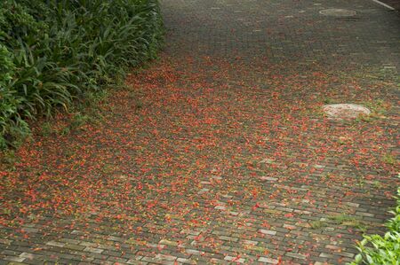 Petals roadの写真素材