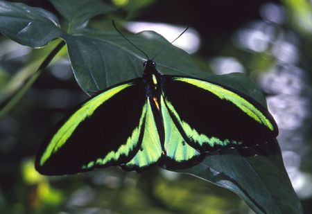 Tropical butterfly