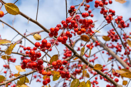Wild ripe red apples on the tree. Selective focus.