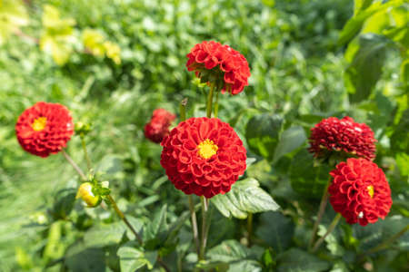 Burgundy dahlia flower with leaves in the gardenの写真素材