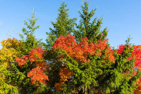 Autumn tree and green spruce, red and yellow foliageの写真素材