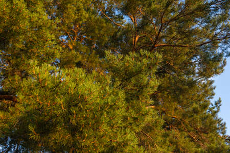 Tall pines, Sunny day. Pine forest