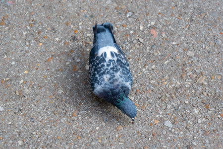 Gray pigeon pecks crumbs on the pavementの写真素材
