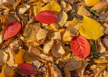 Red autumn leaves on the groundの写真素材