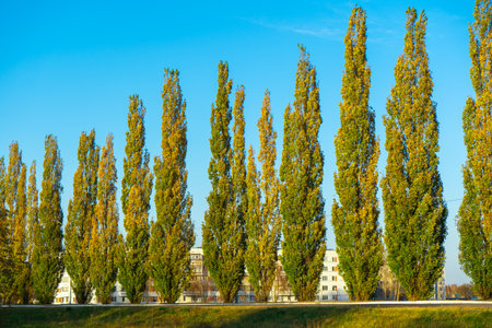 Pyramid poplars in the city, residential complex in the backgroundの写真素材