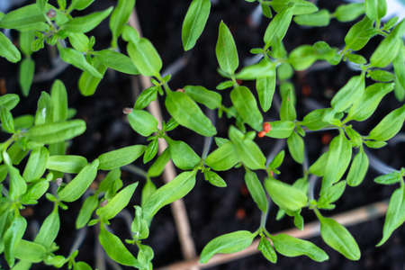 Small green tomato sprouts sprout in a potの写真素材