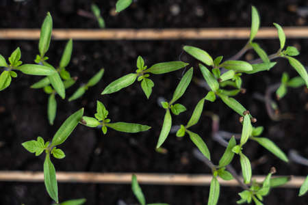 Turkish tomato seeds sprout in a greenhouseの写真素材