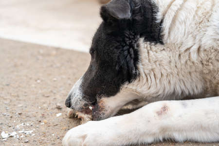 Muzzle of a dog gnawing a boneの写真素材